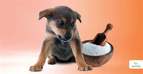 Sorbitol dogs - Jako sorbitol je xylitol náhradou cukru; na rozdíl od sorbitolu je xylitol pro psy neuvěřitelně toxický. U lidí funguje xylitol podobně jako sorbitol, ale tělo psa nerozlišuje mezi xylitem a sacharózou. To znamená, že psi, kteří požívají i malé množství xylitolu, mohou trpět nebezpečně nízkou hladinou cukru v krvi, což ...